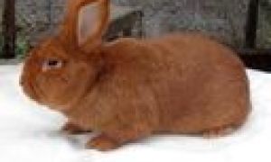 Бизнес на кроликах: ферма по разведению кроликов