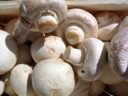 бизнес - выращивание и продажа грибов