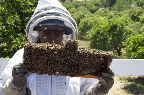 бизнес в сельской местности: пчеловодство